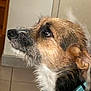 Dolly participe au concours pour gagner de l'argent avec cette photo : dog, close_up, profile, collar, pet, canine, fur, brown, black, white, indoor, tile_floor, curious, animal, snout, ears, whiskers, domestic, looking, portrait