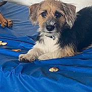 Dolly participe au concours pour gagner de l'argent avec cette photo : dog, puppy, bed, blue_mattress, indoor, pet, fur, collar, treats, resting, looking, scruffy, brown, black, white, animal, cute, small_dog, relaxed, lying_down