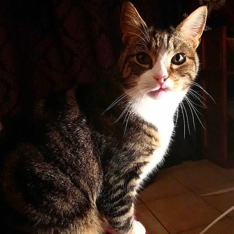 Julio