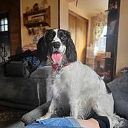 Roxy joined the competition — help win amazing prizes! dog, black_and_white, collar, tongue_out, couch, living_room, jeans, sneakers, home_decor, window, shelf, door, carpet, person, relaxing, furniture, indoor, smiling, pet, cozy