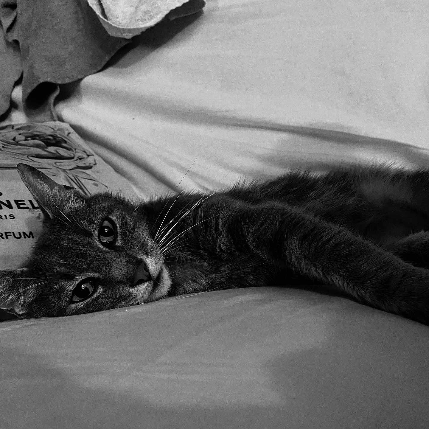 Rocky a rejoint le concours — aidez-le/la à gagner de superbes lots ! animal, black_and_white, cat, close_up, couch, cozy, eyes, face, fur, home, indoor, laying_down, pet, pillow, portrait, relaxed, resting, soft_light, texture, whiskers