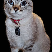 Pudding Souissi is registered to the contest to win money with this photo: cat, blue_eyes, collar, pet_tag, looking_at_camera, short_fur, sitting, domestic_cat, striped_fur, whiskers, ears_up, indoor, portrait, animal, feline, cute, close_up, alert, pet, mammal