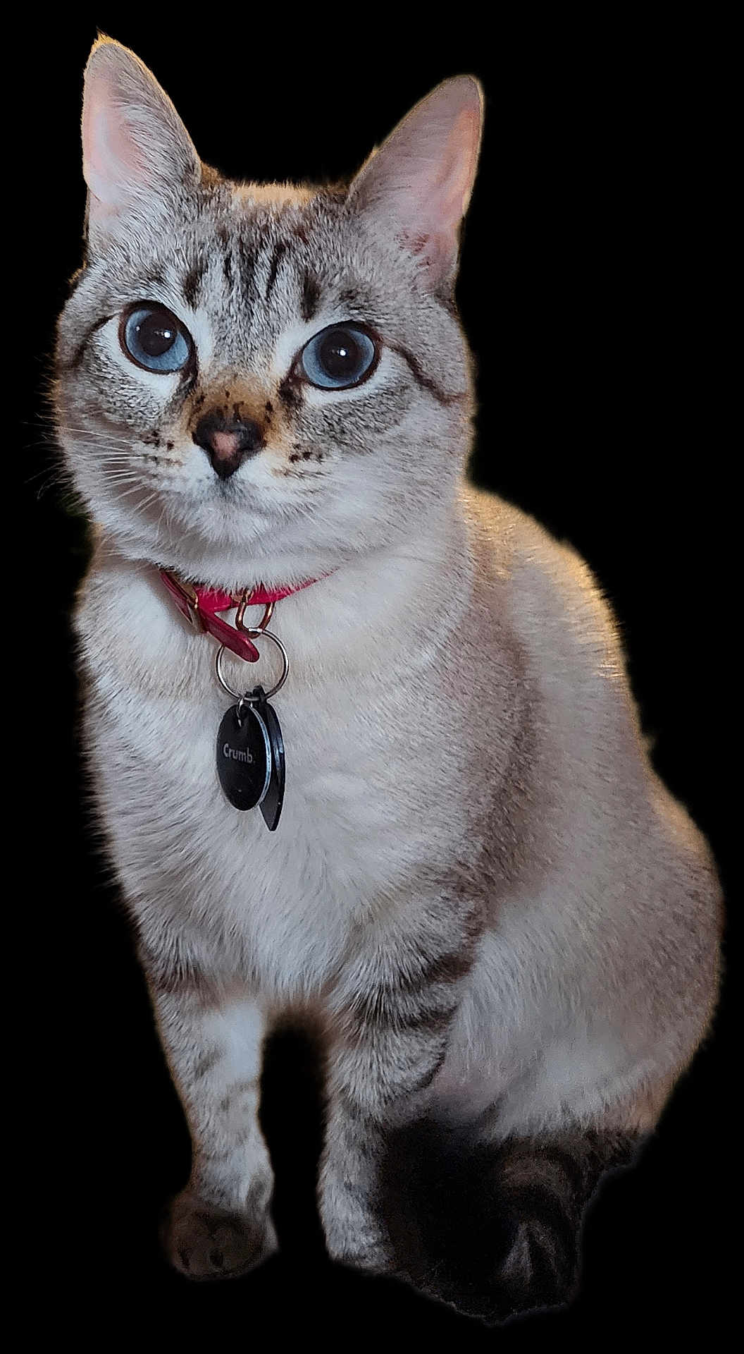 Pudding Souissi is registered to the contest to win money with this photo: cat, blue_eyes, collar, pet_tag, looking_at_camera, short_fur, sitting, domestic_cat, striped_fur, whiskers, ears_up, indoor, portrait, animal, feline, cute, close_up, alert, pet, mammal