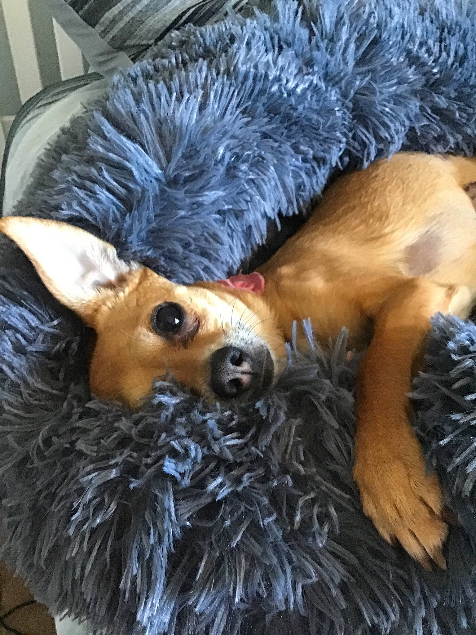 Sandy Nylander joined the competition — help win amazing prizes! australian_cattle_dog, canidae, carnivore, companion_dog, dog, dog_breed, fawn, fur, mammal, pembroke_welsh_corgi, puppy, snout, sporting_group, vertebrate