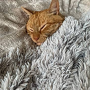 Booba participe au concours pour gagner de l'argent avec cette photo : cat, ginger_cat, sleeping, blanket, fluffy, cozy, pet, fur, indoor, relaxed, cute, animal, resting, soft, comfort, closeup, texture, warm, napping, domestic_cat