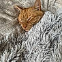cat, ginger_cat, sleeping, blanket, fluffy, cozy, pet, fur, indoor, relaxed, cute, animal, resting, soft, comfort, closeup, texture, warm, napping, domestic_cat