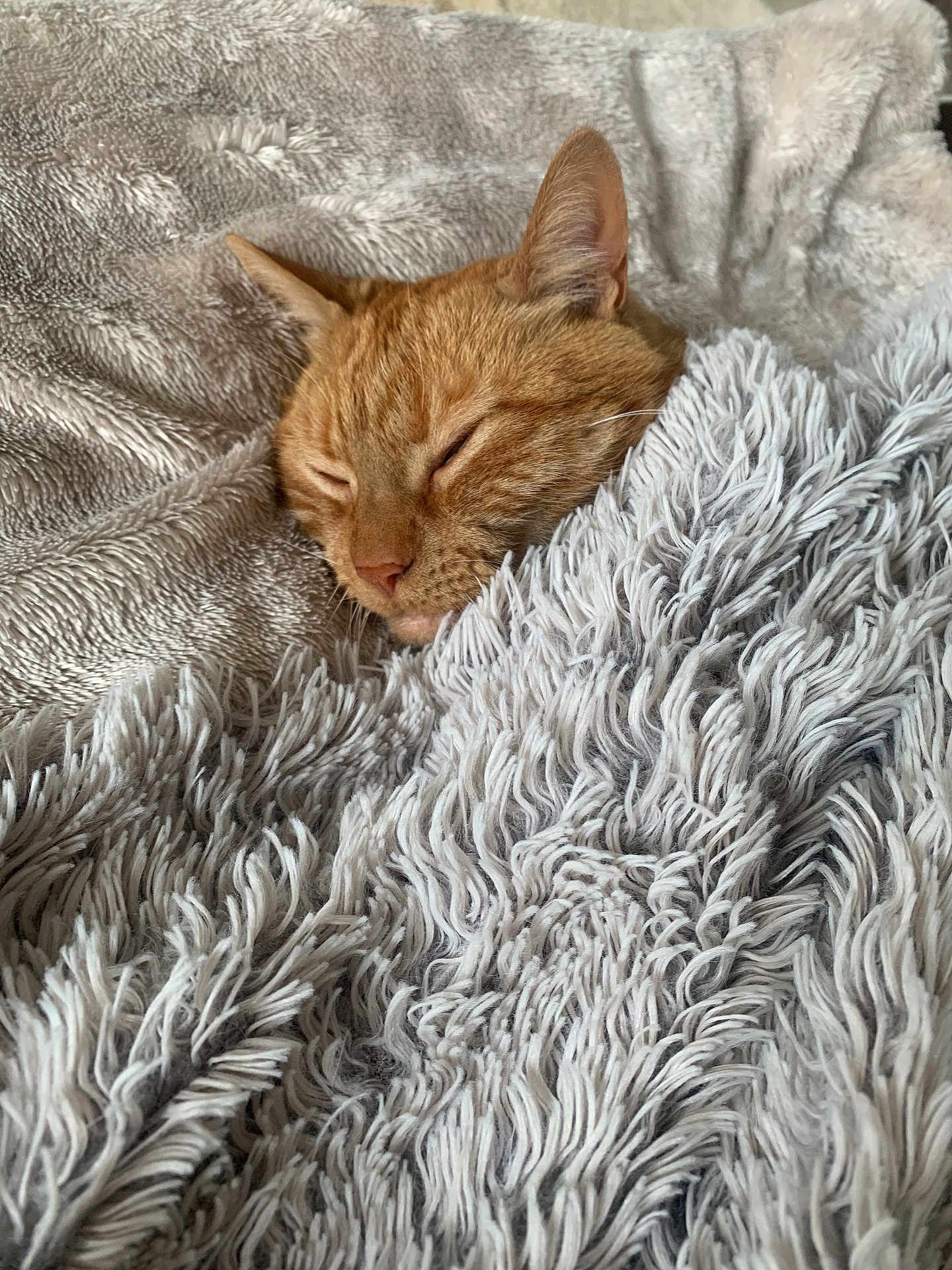Booba participe au concours pour gagner de l'argent avec cette photo : cat, ginger_cat, sleeping, blanket, fluffy, cozy, pet, fur, indoor, relaxed, cute, animal, resting, soft, comfort, closeup, texture, warm, napping, domestic_cat