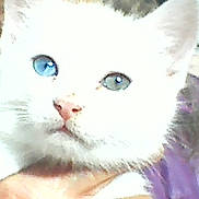 Roméo participe au concours pour gagner de l'argent avec cette photo : cat, white_cat, heterochromia, blue_eye, green_eye, pet, animal, close_up, feline, cute, fur, whiskers, hand, person, portrait, indoor, domestic_animal, face, looking, holding