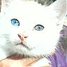 cat, white_cat, heterochromia, blue_eye, green_eye, pet, animal, close_up, feline, cute, fur, whiskers, hand, person, portrait, indoor, domestic_animal, face, looking, holding