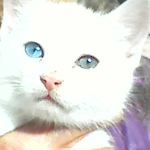 Roméo participe au concours pour gagner de l'argent avec cette photo : cat, white_cat, heterochromia, blue_eye, green_eye, pet, animal, close_up, feline, cute, fur, whiskers, hand, person, portrait, indoor, domestic_animal, face, looking, holding