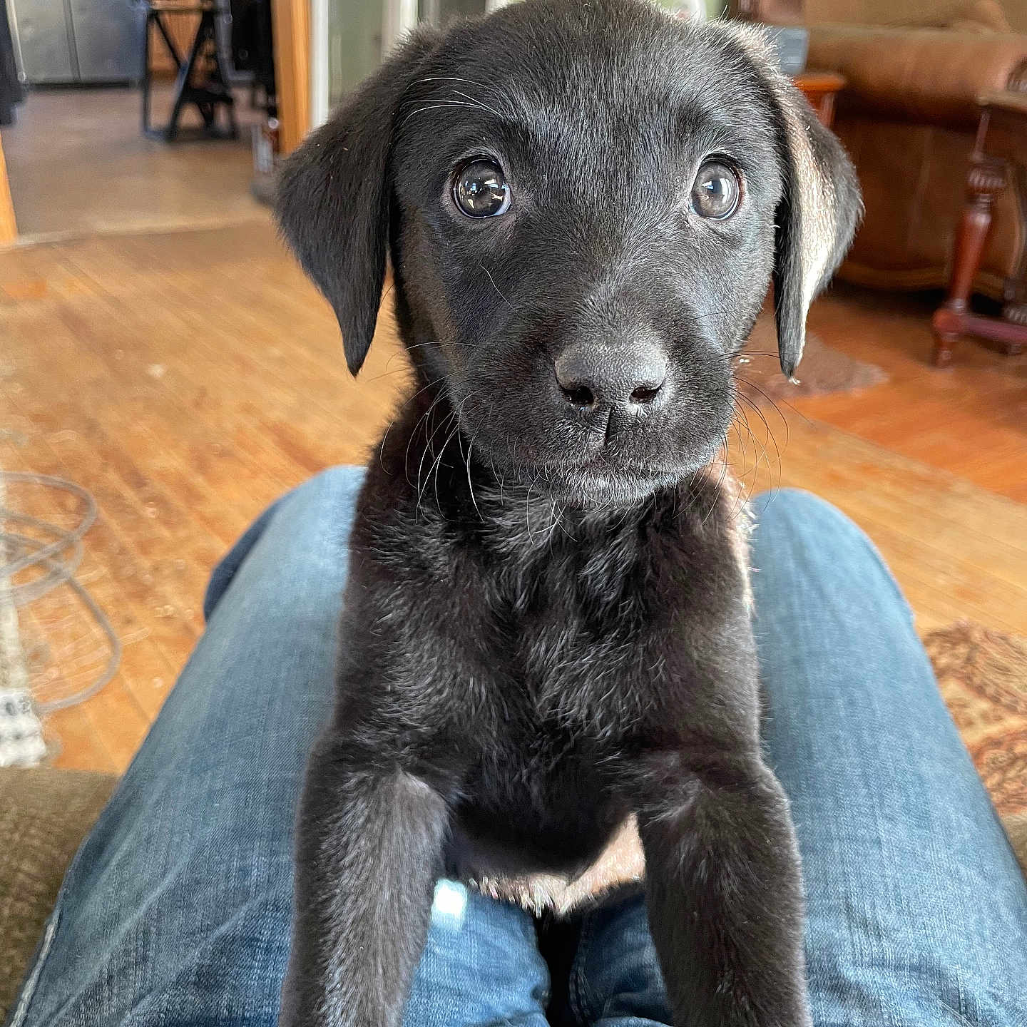 Hazel
