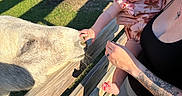 Evelyn is registered to the contest to win money with this photo: adult, animal, baby, bridge, curious, dress, family, farm, goat, grass, held, infant, outdoor, parent, portrait, reaching, sunlight, tattoo, wooden_fence, zoo