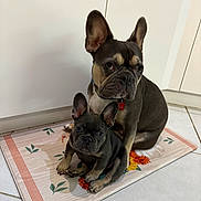 Scout And Rex joined the competition — help win amazing prizes! dog, french_bulldog, puppy, pet, animal, ears, mat, floor, tile, indoor, cute, companion, portrait, looking, two_dogs, domestic, friendship, sitting, brown, black