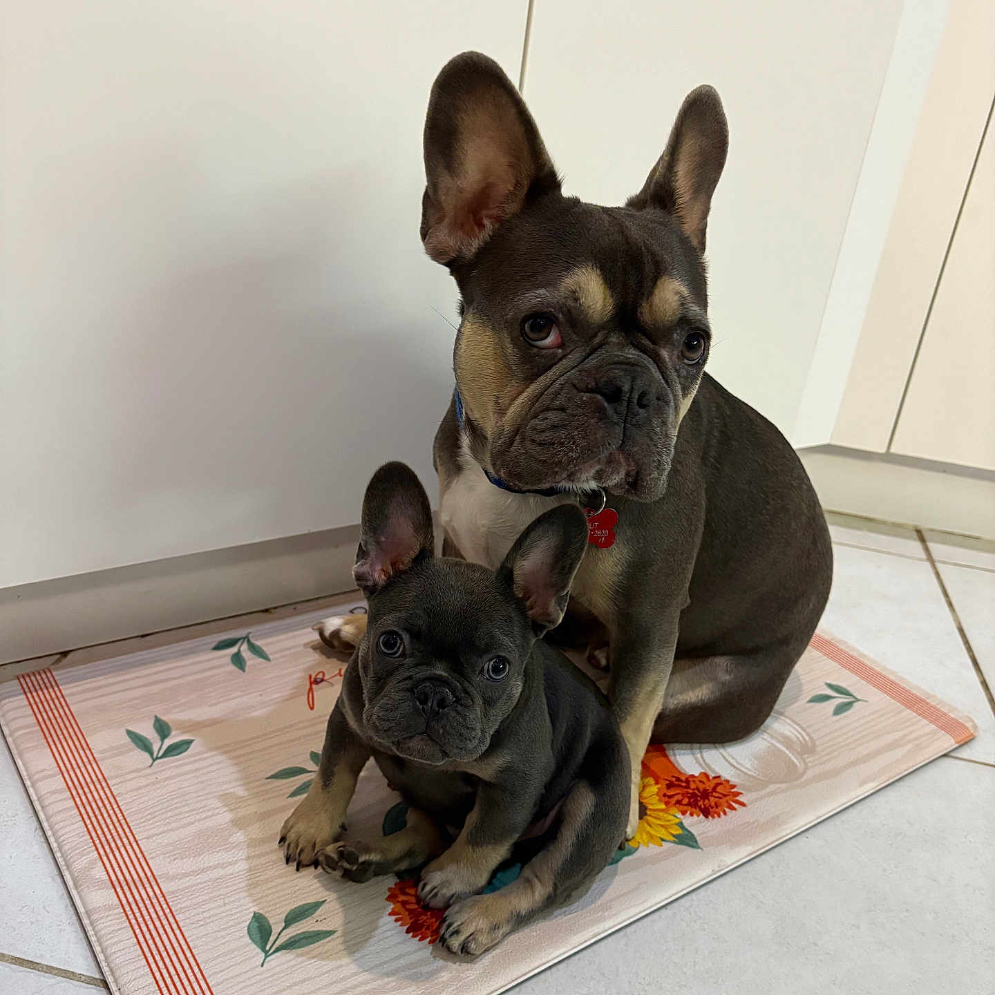 Scout And Rex joined the competition — help win amazing prizes! animal, black, brown, companion, cute, dog, domestic, ears, floor, french_bulldog, friendship, indoor, looking, mat, pet, portrait, puppy, sitting, tile, two_dogs