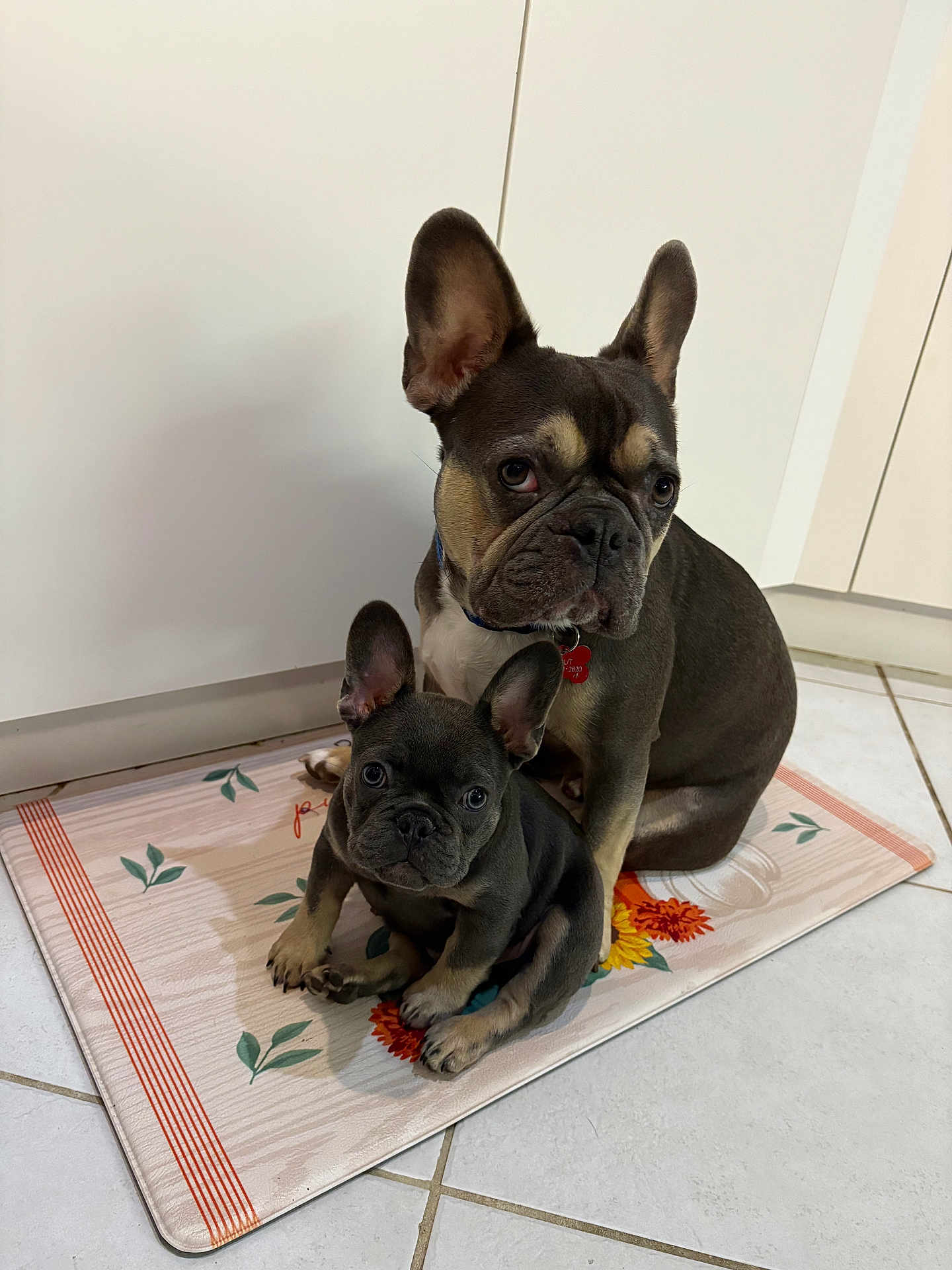 Scout And Rex joined the competition — help win amazing prizes! dog, french_bulldog, puppy, pet, animal, ears, mat, floor, tile, indoor, cute, companion, portrait, looking, two_dogs, domestic, friendship, sitting, brown, black