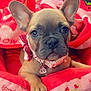 bed, blanket, bow, charm, close_up, collar, cuddly, cute, dog, ears, french_bulldog, indoors, paw, pet, pink, portrait, puppy, red, soft_fabric, wrinkled_face