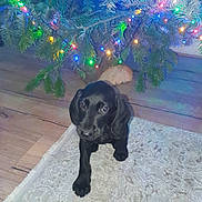Aston a rejoint le concours — aidez-le/la à gagner de superbes lots ! puppy, dog, black_dog, christmas_tree, holiday_lights, indoor, carpet, wood_floor, pet, cute, young_dog, decorations, festive, animal, fur, looking_up, small_dog, christmas, holiday, adorable