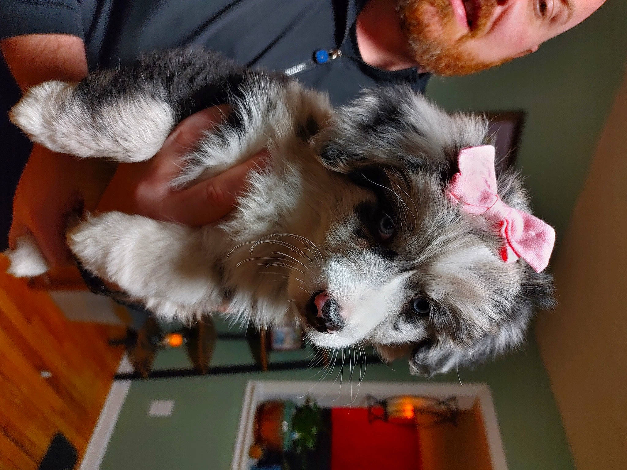 Indie joined the competition — help win amazing prizes! canidae, carnivore, claw, companion_dog, dog_breed, ear, felidae, fur, lap, paw, small_to_medium_sized_cats, sporting_group, table, tail, toy_dog, whiskers