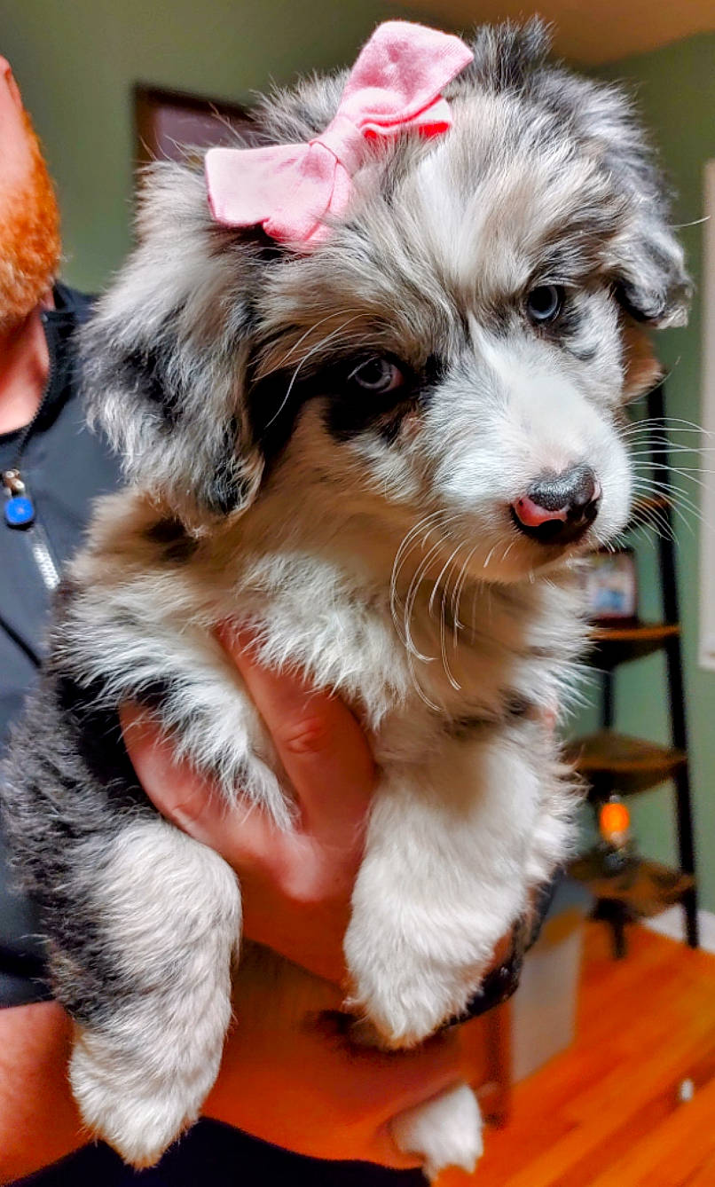 Indie is registered to the contest to win money with this photo: biewer_terrier, canidae, carnivore, collar, companion_dog, dog, dog_breed, dog_supply, event, fashion_accessory, fur, small_terrier, snout, sporting_group, terrier, toy_dog, whiskers, working_animal