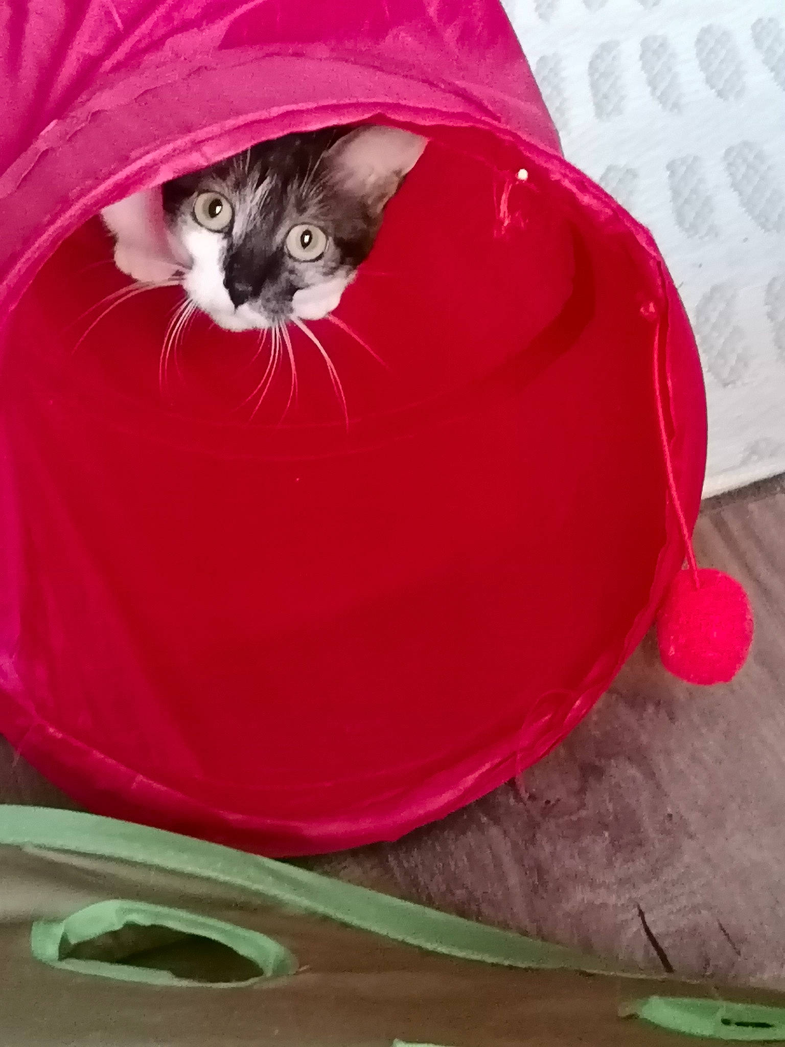 Lili participe au concours pour gagner de l'argent avec cette photo : bag, bean_bag, carnivore, cat, cat_bed, cat_supply, comfort, domestic_short_haired_cat, fashion_accessory, felidae, fur, hat, magenta, personal_protective_equipment, pet_supply, red, small_to_medium_sized_cats, snout, tail, whiskers