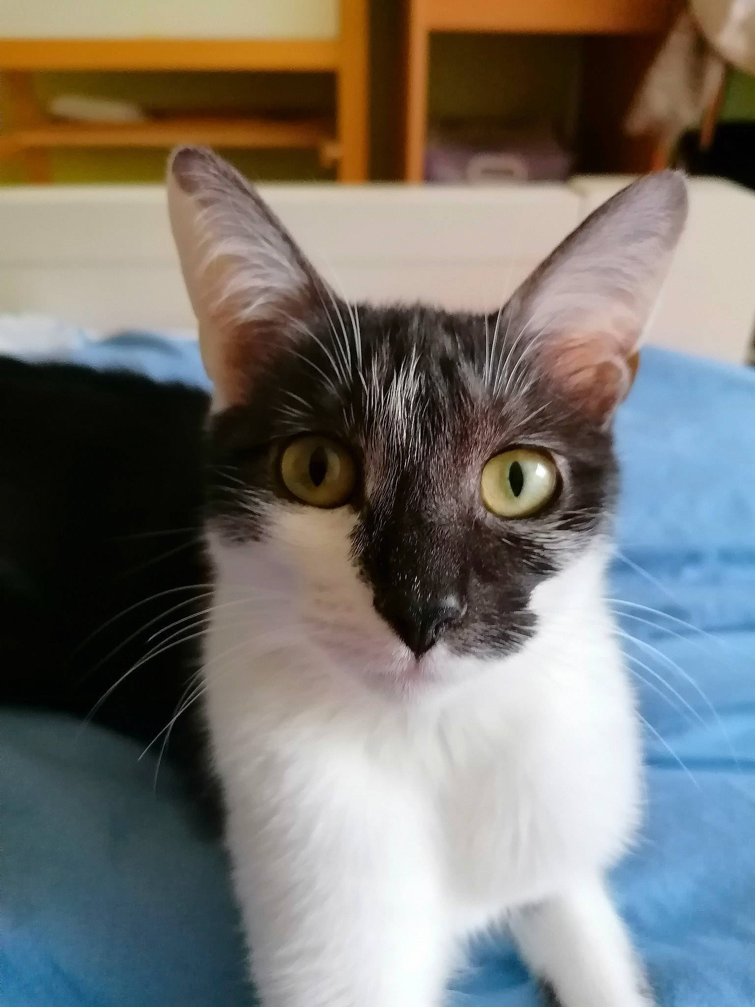 Lili a rejoint le concours — aidez-le/la à gagner de superbes lots ! carnivore, cat, close_up, comfort, domestic_short_haired_cat, eye, felidae, fur, hair, head, iris, small_to_medium_sized_cats, snout, whiskers