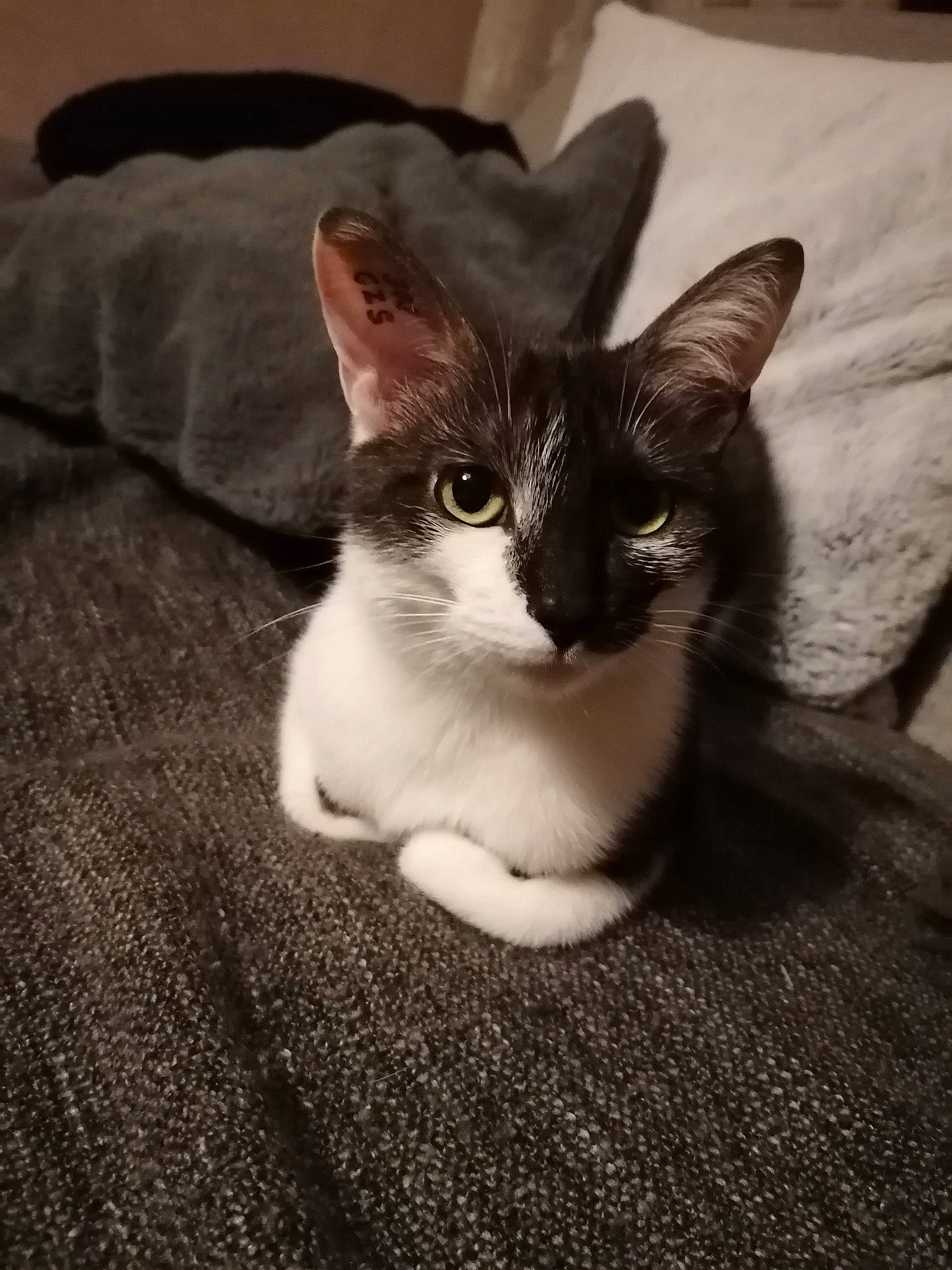 Lili a rejoint le concours — aidez-le/la à gagner de superbes lots ! carnivore, cat, comfort, domestic_short_haired_cat, felidae, fur, grey, linens, monochrome, monochrome_photography, paw, sitting, small_to_medium_sized_cats, snout, tail, tree, whiskers, wood