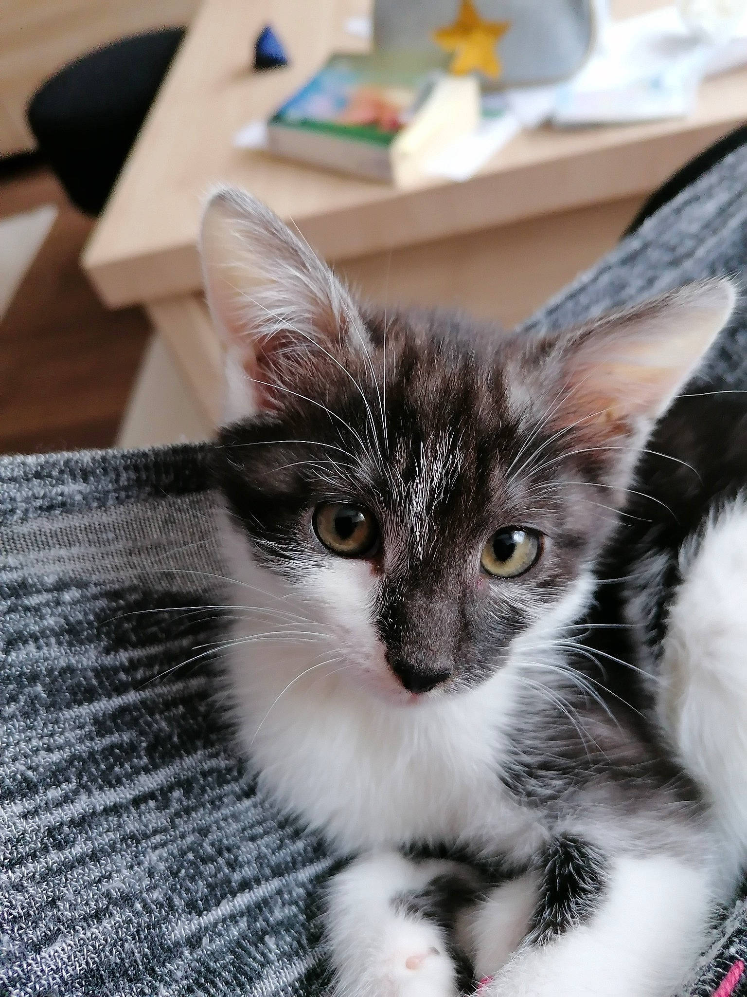 Lili a rejoint le concours — aidez-le/la à gagner de superbes lots ! box, carnivore, cat, claw, comfort, domestic_short_haired_cat, ear, eye, felidae, fur, head, iris, paw, small_to_medium_sized_cats, snout, tail, whiskers