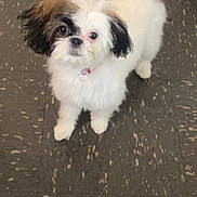 Oreo is registered to the contest to win money with this photo: dog, small_dog, fluffy, white_fur, black_fur, brown_fur, pet, indoor, floor, tile_floor, looking_up, cute, animal, companion, domestic_animal, standing, fur, tail, collar, paw