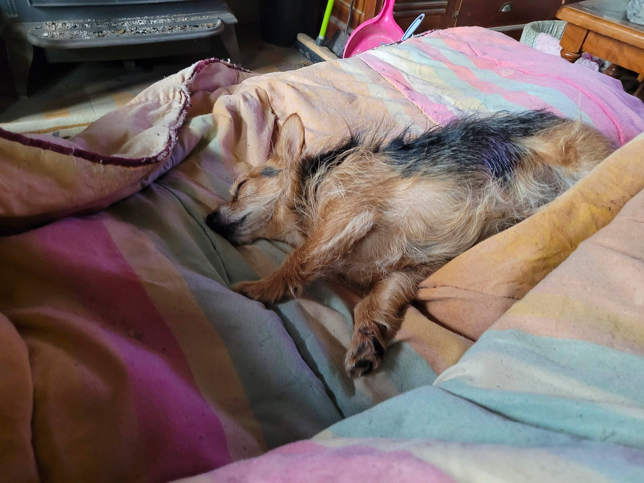 Noocky participe au concours pour gagner de l'argent avec cette photo : bedding, canidae, carnivore, comfort, companion_dog, dog, dog_breed, fawn, felidae, fur, human_leg, linens, nap, room, sleep, small_to_medium_sized_cats, sporting_group, tail, textile, whiskers