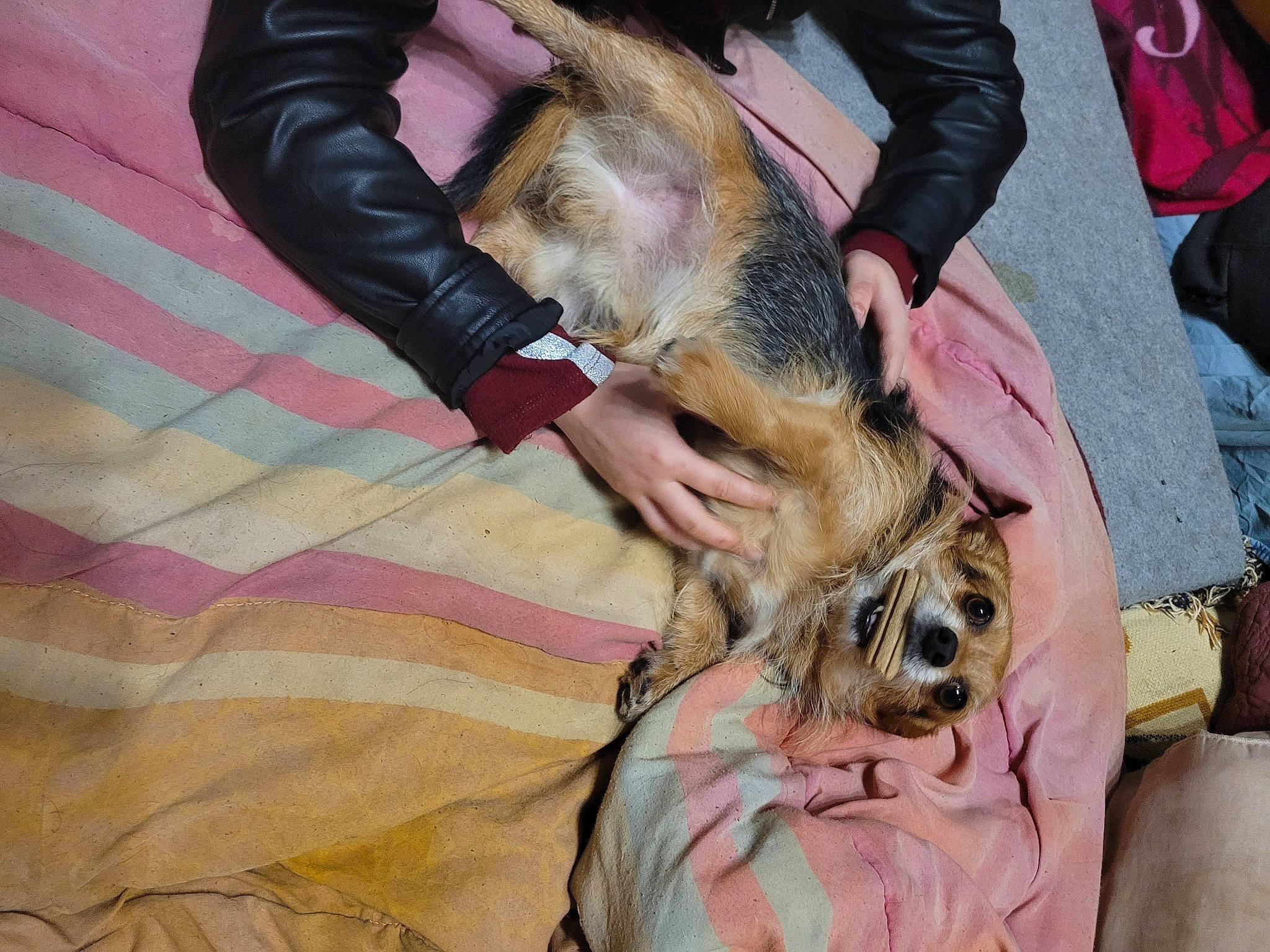 Noocky participe au concours pour gagner de l'argent avec cette photo : animal_training, canidae, carnivore, comfort, companion_dog, dog, dog_breed, fawn, fur, paw, snout, sporting_group, working_animal