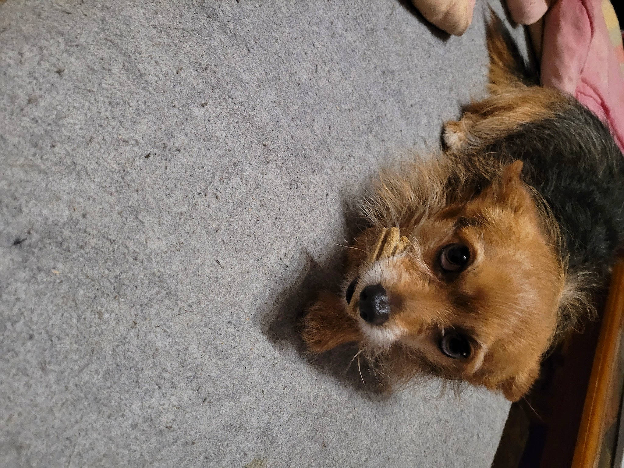 Noocky participe au concours pour gagner de l'argent avec cette photo : asphalt, australian_terrier, carnivore, companion_dog, dog, dog_breed, dog_supply, fawn, fur, paw, road_surface, small_terrier, snout, street_dog, terrestrial_animal, terrier, toy_dog, working_animal, yorkipoo, yorkshire_terrier