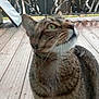 cat, tabby, green_eyes, whiskers, outdoor, wooden_deck, metal_fence, curious, pet, animal, domestic, feline, closeup, looking_up, fur, nature, daylight, portrait, side_view