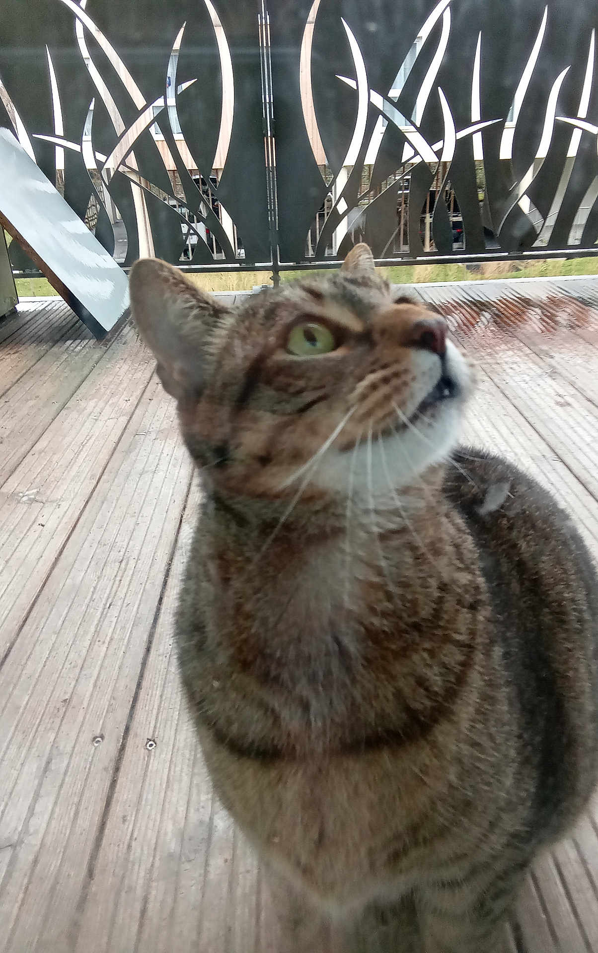 Riri... a rejoint le concours — aidez-le/la à gagner de superbes lots ! cat, tabby, green_eyes, whiskers, outdoor, wooden_deck, metal_fence, curious, pet, animal, domestic, feline, closeup, looking_up, fur, nature, daylight, portrait, side_view