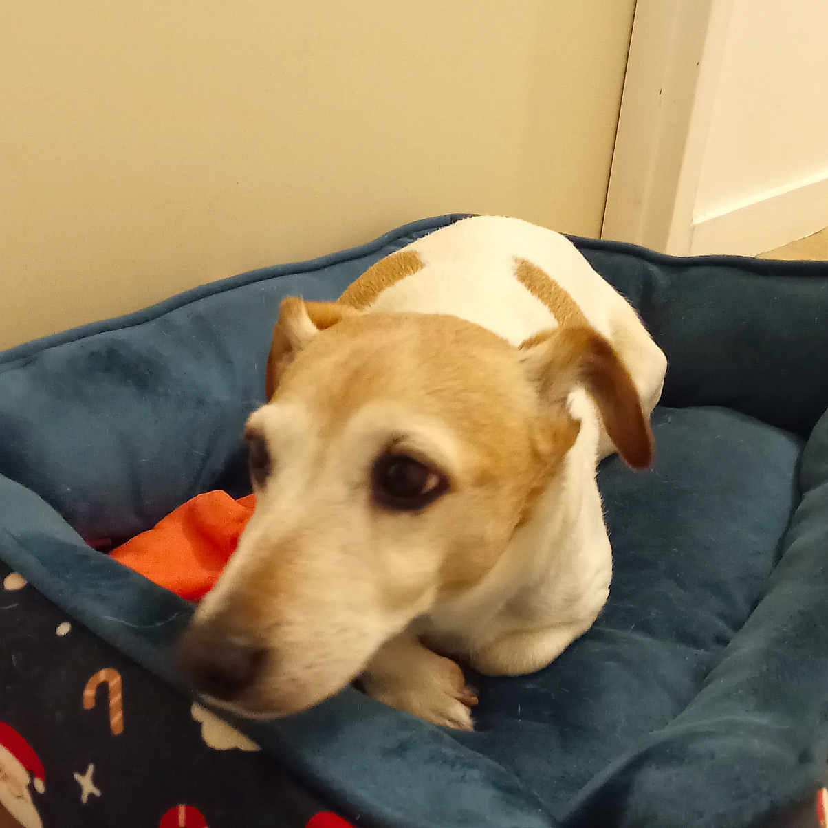 Totorre .. participe au concours pour gagner de l'argent avec cette photo : animal, blue_bed, candy_cane, christmas_theme, cozy, curious, cute, dog, domestic, floor, home, indoor, looking_sideways, pet_bed, resting, santa_pattern, small_dog, tan_fur, wall, white_fur