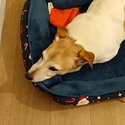 Totorre .. participe au concours pour gagner de l'argent avec cette photo : dog, pet_bed, wooden_floor, resting, indoor, brown_and_white_dog, holiday_theme, santa_pattern, candy_cane_pattern, cozy, relaxed, animal, canine, fur, ear, snout, side_view, domestic, sleepy, toy