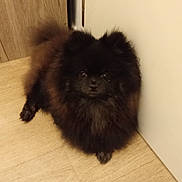 Haarlo..s a rejoint le concours — aidez-le/la à gagner de superbes lots ! dog, pomeranian, black_fur, fluffy, pet, indoor, wooden_floor, curious, small_dog, animal, cute, companion, domestic, fur, sitting, looking, face, canine, background, floor