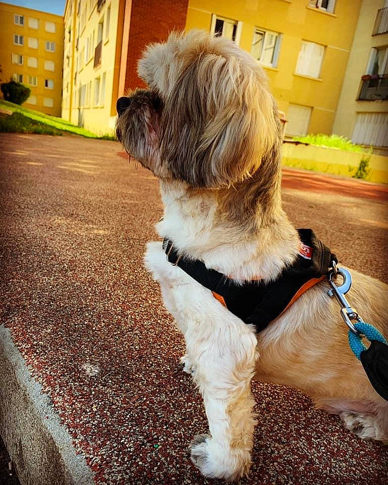 Jedi participe au concours pour gagner de l'argent avec cette photo : building, carnivore, collar, companion_dog, dog, dog_breed, dog_collar, dog_supply, fawn, fur, liver, plant, small_terrier, snout, sporting_group, tail, terrier, toy_dog, window, working_animal