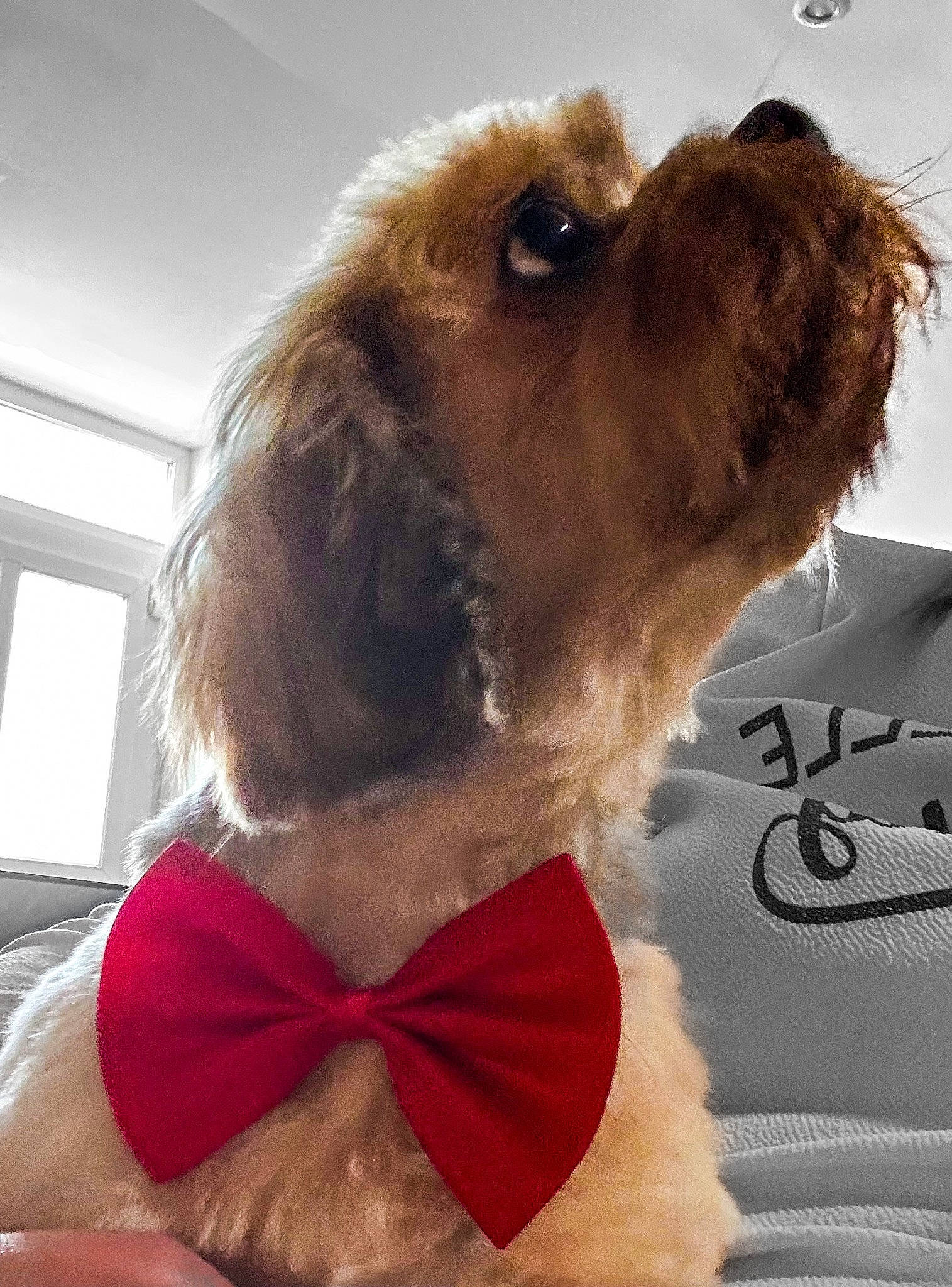 Jedi participe au concours pour gagner de l'argent avec cette photo : carnivore, collar, companion_dog, dog, dog_breed, dog_clothes, dog_collar, dog_supply, fawn, fur, liver, pet_supply, puppy_love, selfie, snout, spaniel, sporting_group, toy_dog, whiskers, window