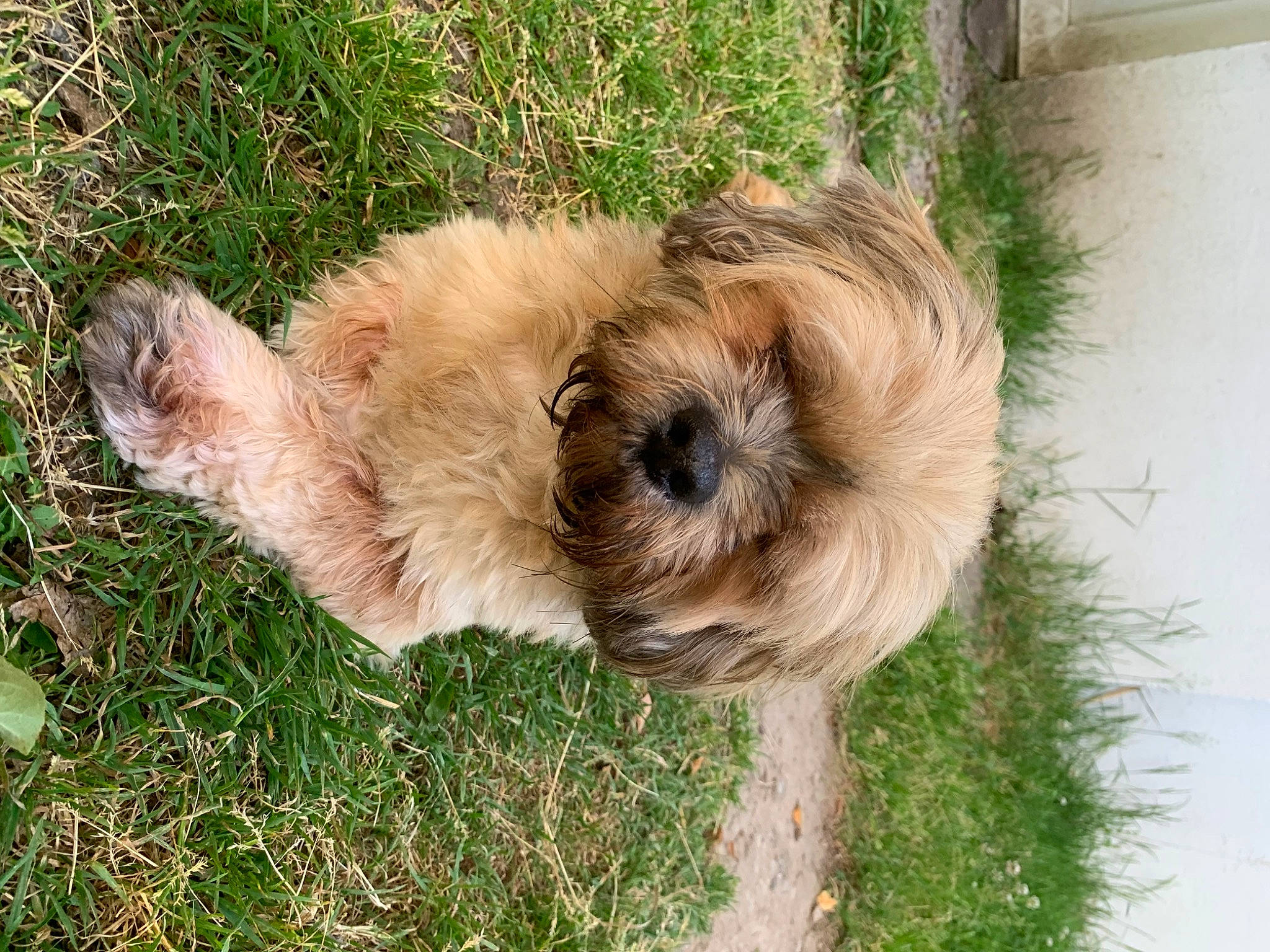 Jedi participe au concours pour gagner de l'argent avec cette photo : biewer_terrier, canidae, carnivore, companion_dog, dog, dog_breed, fawn, fur, grass, liver, maltepoo, non_sporting_group, plant, small_terrier, snout, sporting_group, terrestrial_animal, terrier, toy_dog, working_animal