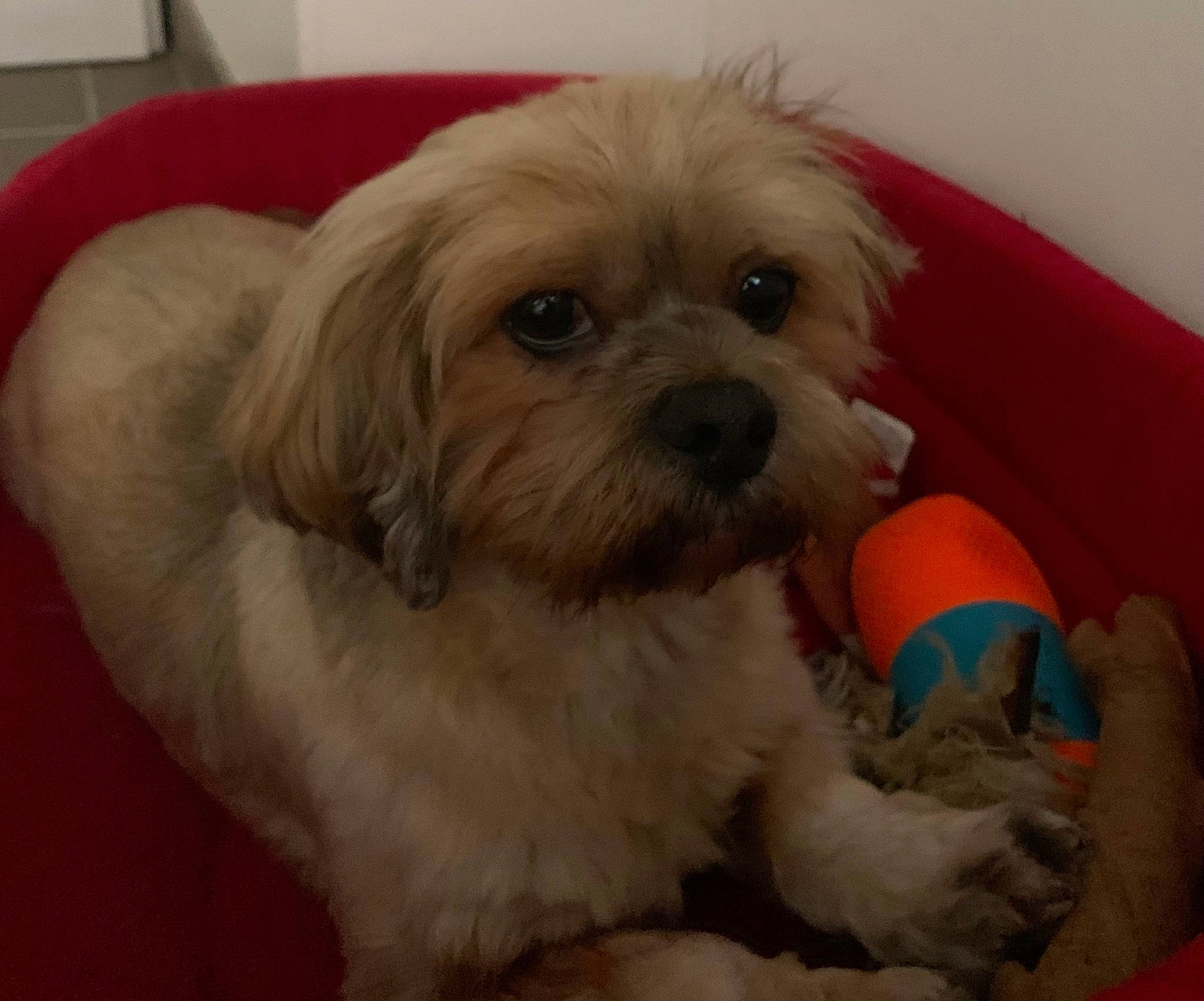 Jedi a rejoint le concours — aidez-le/la à gagner de superbes lots ! canidae, carnivore, comfort, companion_dog, dog, dog_breed, dog_supply, fur, liver, mal_shi, maltepoo, puppy_love, shih_poo, shih_tzu, small_terrier, snout, sporting_group, terrier, toy_dog, working_animal