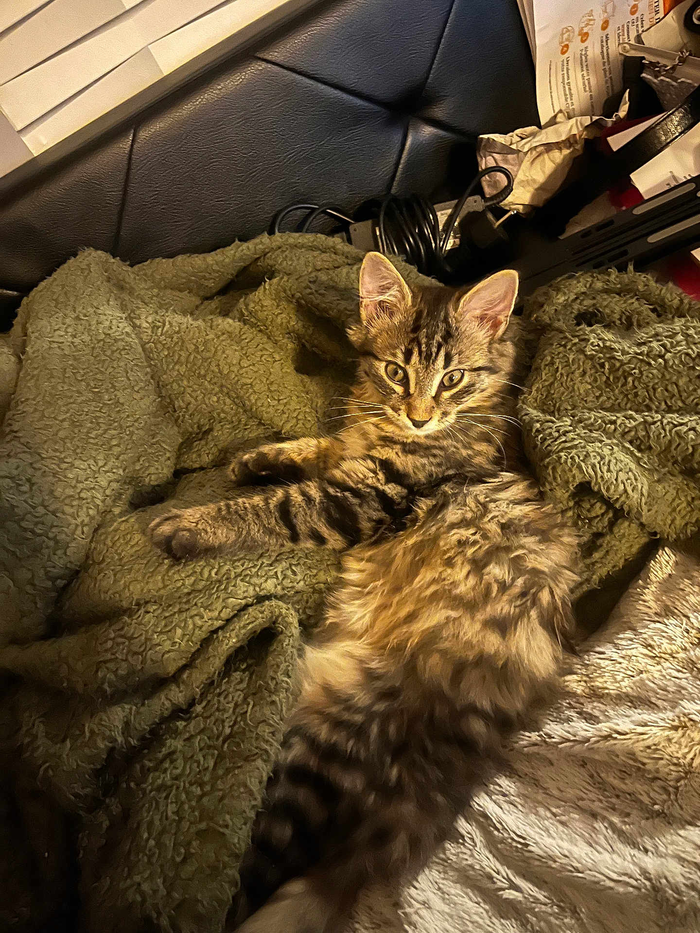 Chanterelle participe au concours pour gagner de l'argent avec cette photo : cat, kitten, tabby, fluffy, pet, indoor, blanket, green_blanket, couch, leather_couch, fur, whiskers, ears, eyes, relaxed, lying_down, cozy, home, furniture, paper