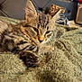 cat, kitten, tabby, pet, feline, animal, cute, sleepy, bed, blanket, texture, fur, whiskers, ears, paw, indoor, plush_toy, background, comfort, resting