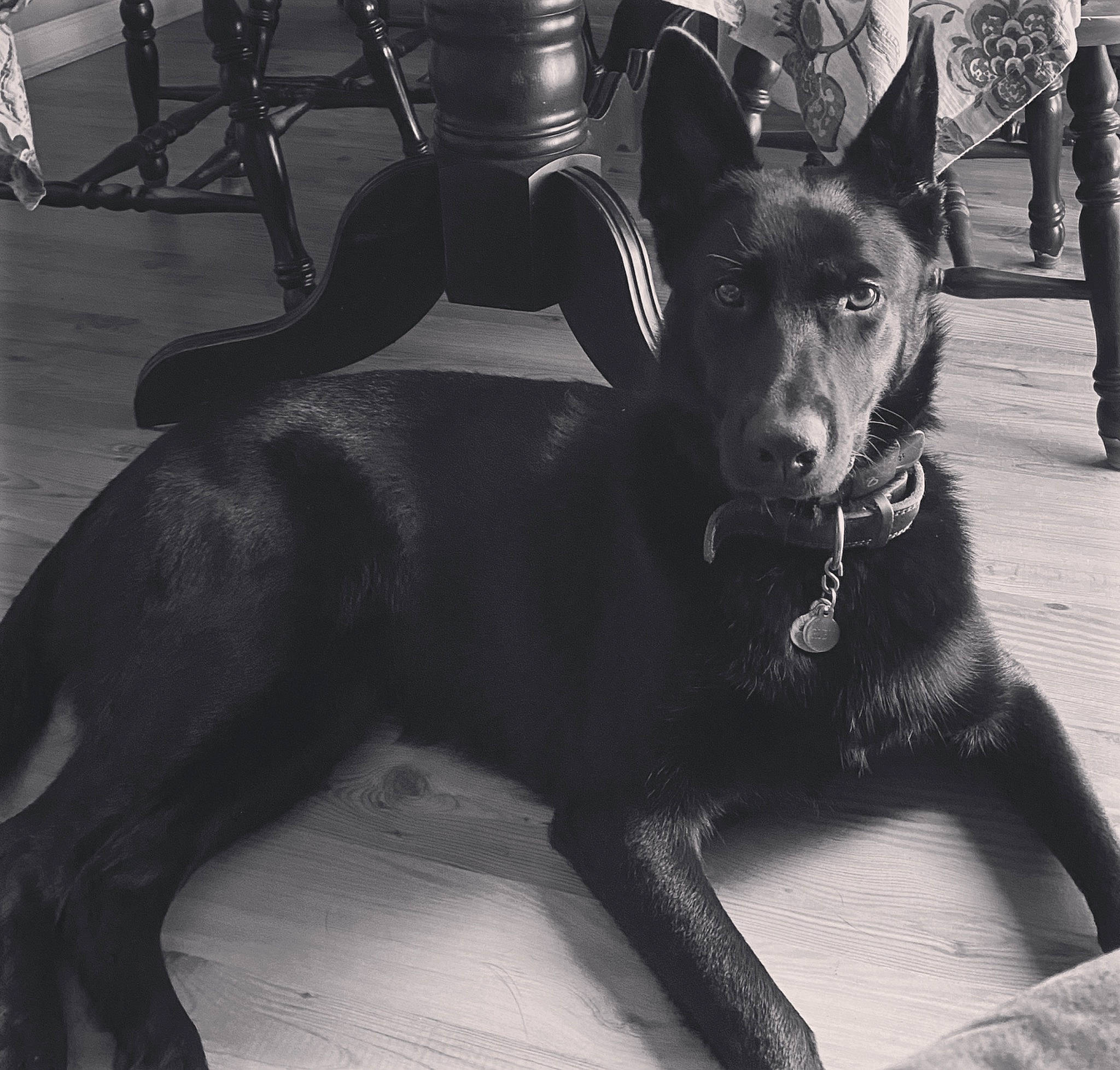 Ruby joined the competition — help win amazing prizes! black, canidae, carnivore, chair, collar, companion_dog, dog, dog_breed, dog_collar, flooring, fur, guard_dog, non_sporting_group, snout, sporting_group, tail, toy_dog, whiskers, working_animal, working_dog