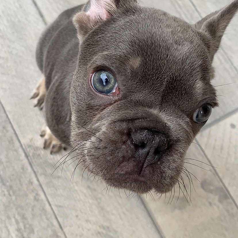 Abby participe au concours pour gagner de l'argent avec cette photo : animal, bostonbull, bulldog, canine, dog, frenchbulldog, pet, pitbull, puppy, snout
