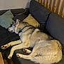 Balto a rejoint le concours — aidez-le/la à gagner de superbes lots ! dog, husky, sleeping, couch, pillows, indoor, pet, fur, relaxing, wooden_wall, domestic, companion, cozy, animal, resting, canine, home, furniture, laying, comfort