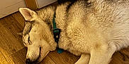 Balto participe au concours pour gagner de l'argent avec cette photo : dog, husky, sleeping, indoors, wooden_floor, collar, pet, animal, fur, resting, canine, domestic_animal, peaceful, closeup, floor, relaxed, house, cute, mammal, companion