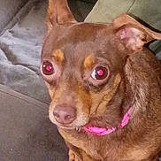 Luka Lou Byers joined the competition — help win amazing prizes! dog, brown_dog, pet, canine, collar, pink_collar, indoor, couch, furniture, close_up, small_dog, sitting, animal, ears, nose, eyes, fur, living_room, domestic_animal, companion