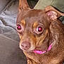 dog, brown_dog, pet, canine, collar, pink_collar, indoor, couch, furniture, close_up, small_dog, sitting, animal, ears, nose, eyes, fur, living_room, domestic_animal, companion
