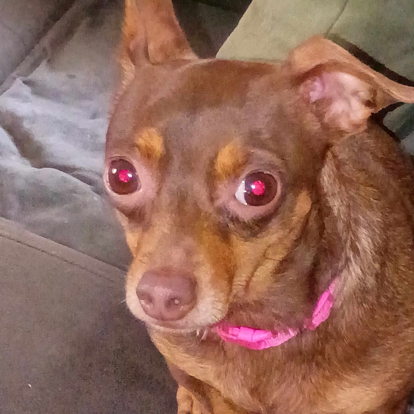 Luka Lou Byers joined the competition — help win amazing prizes! animal, brown_dog, canine, close_up, collar, companion, couch, dog, domestic_animal, ears, eyes, fur, furniture, indoor, living_room, nose, pet, pink_collar, sitting, small_dog