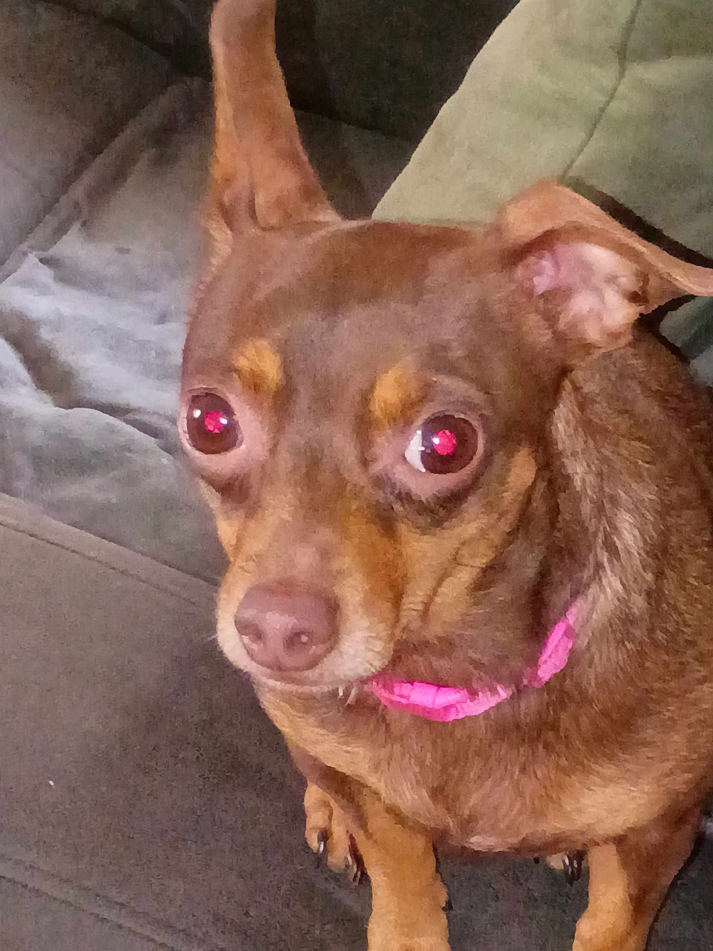 Luka Lou Byers joined the competition — help win amazing prizes! dog, brown_dog, pet, canine, collar, pink_collar, indoor, couch, furniture, close_up, small_dog, sitting, animal, ears, nose, eyes, fur, living_room, domestic_animal, companion